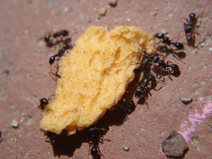 "Ants Carrying Food"