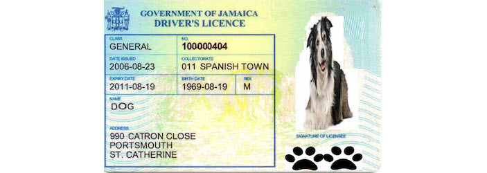"Driver's License"